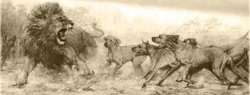 Rhodesian Ridgebacks baying a lion, South Africa_n.jpg