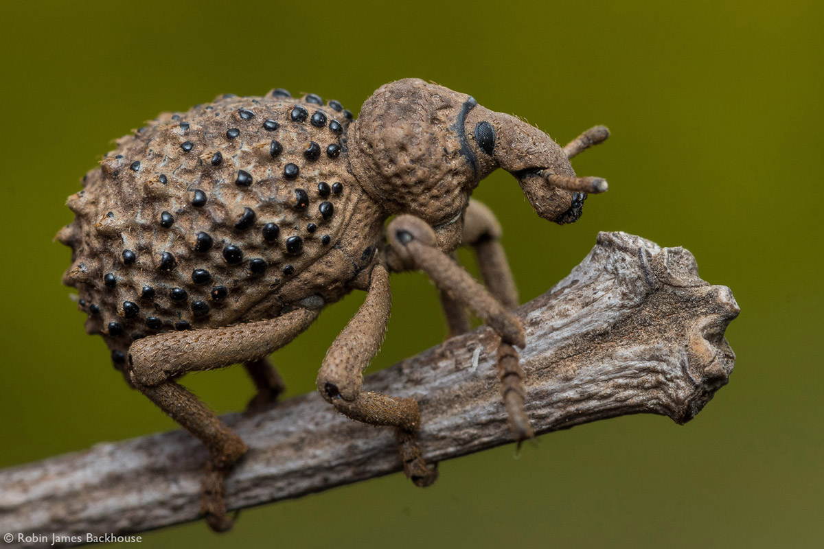 Robin-James-Backhouse-Lily-weevil-Brachycerus-sp-Ruira-Kenya-1.jpg