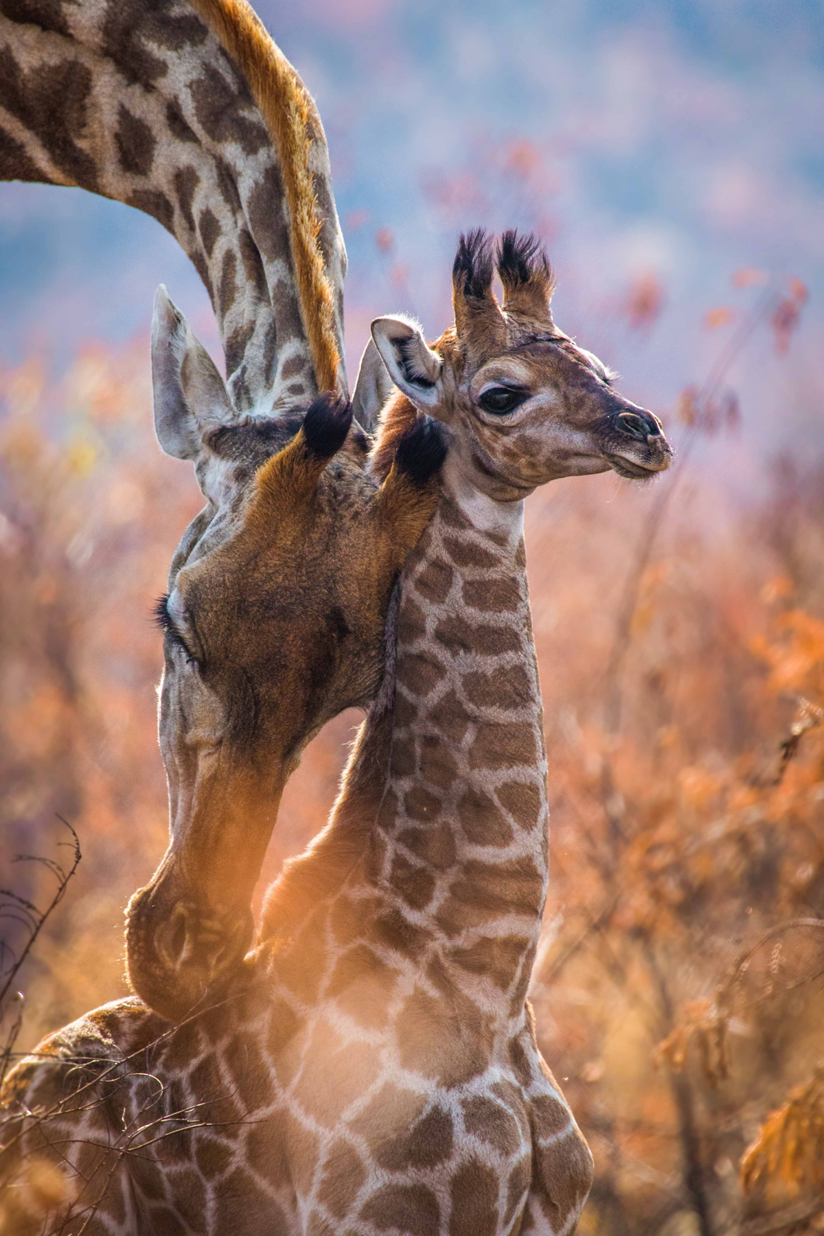 Rodney-Nombekana-Giraffes-Pilanesberg-National-Park.jpg