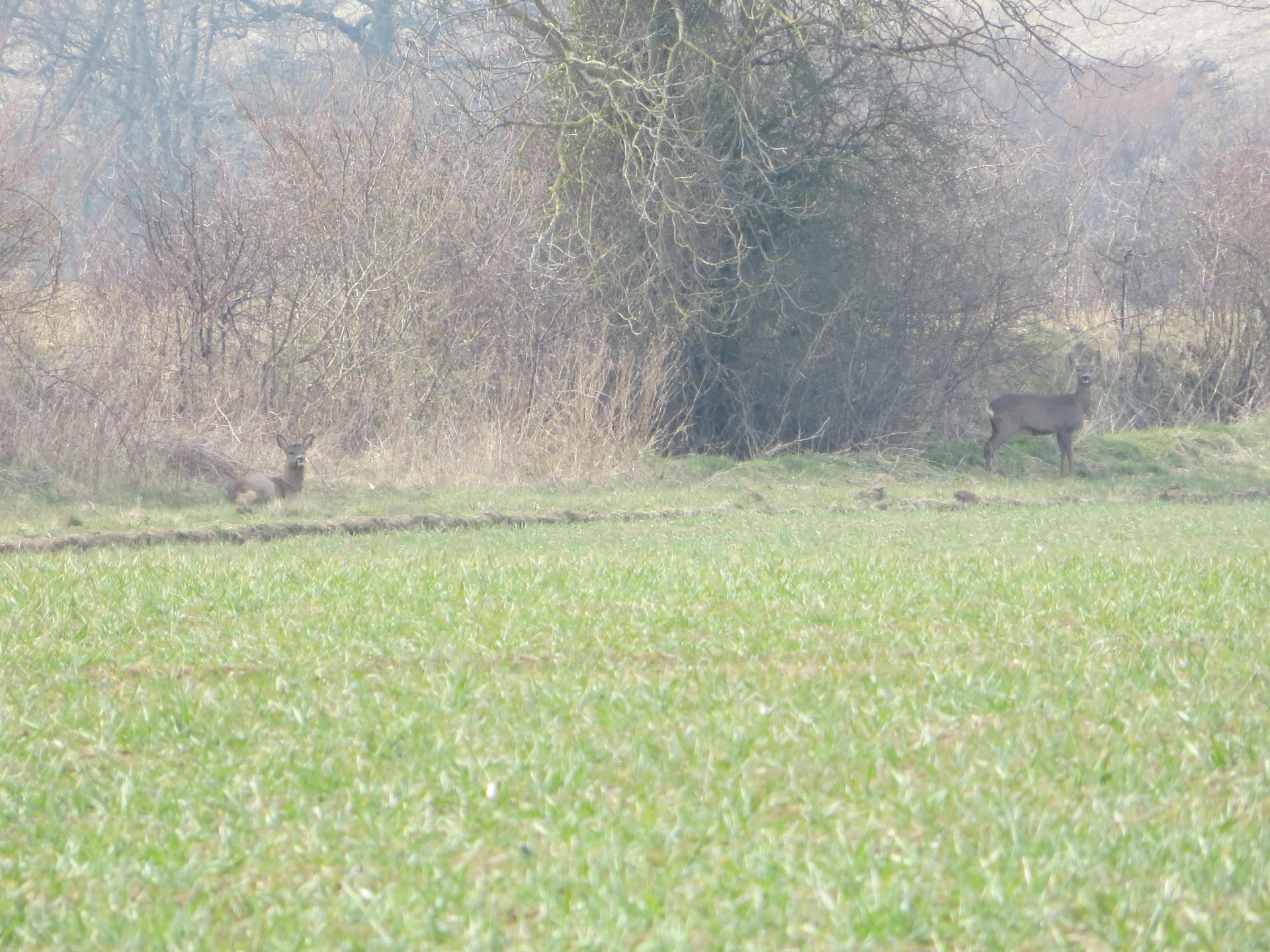 Roe Deer 012.jpg