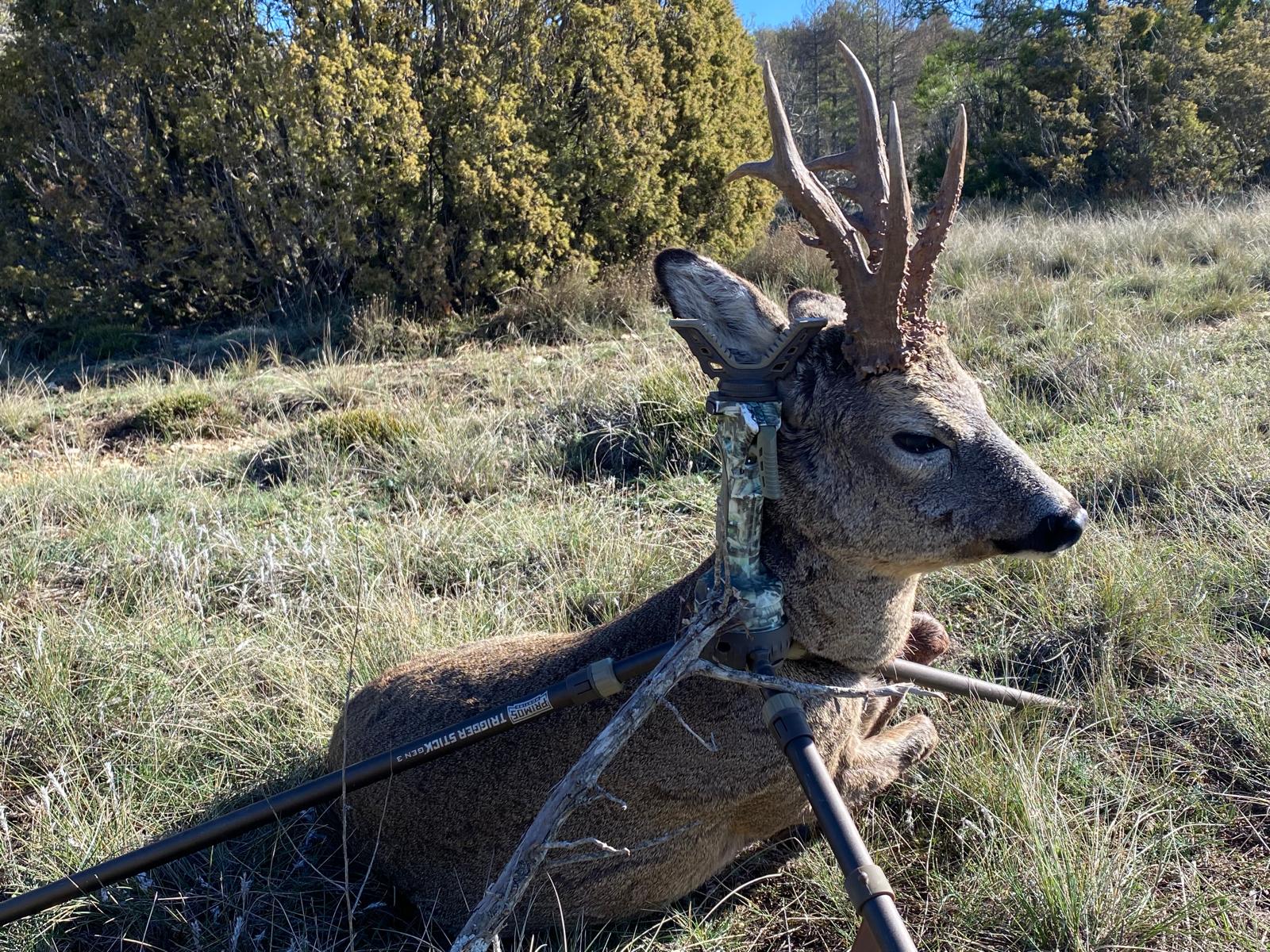 Roe deer.jpeg