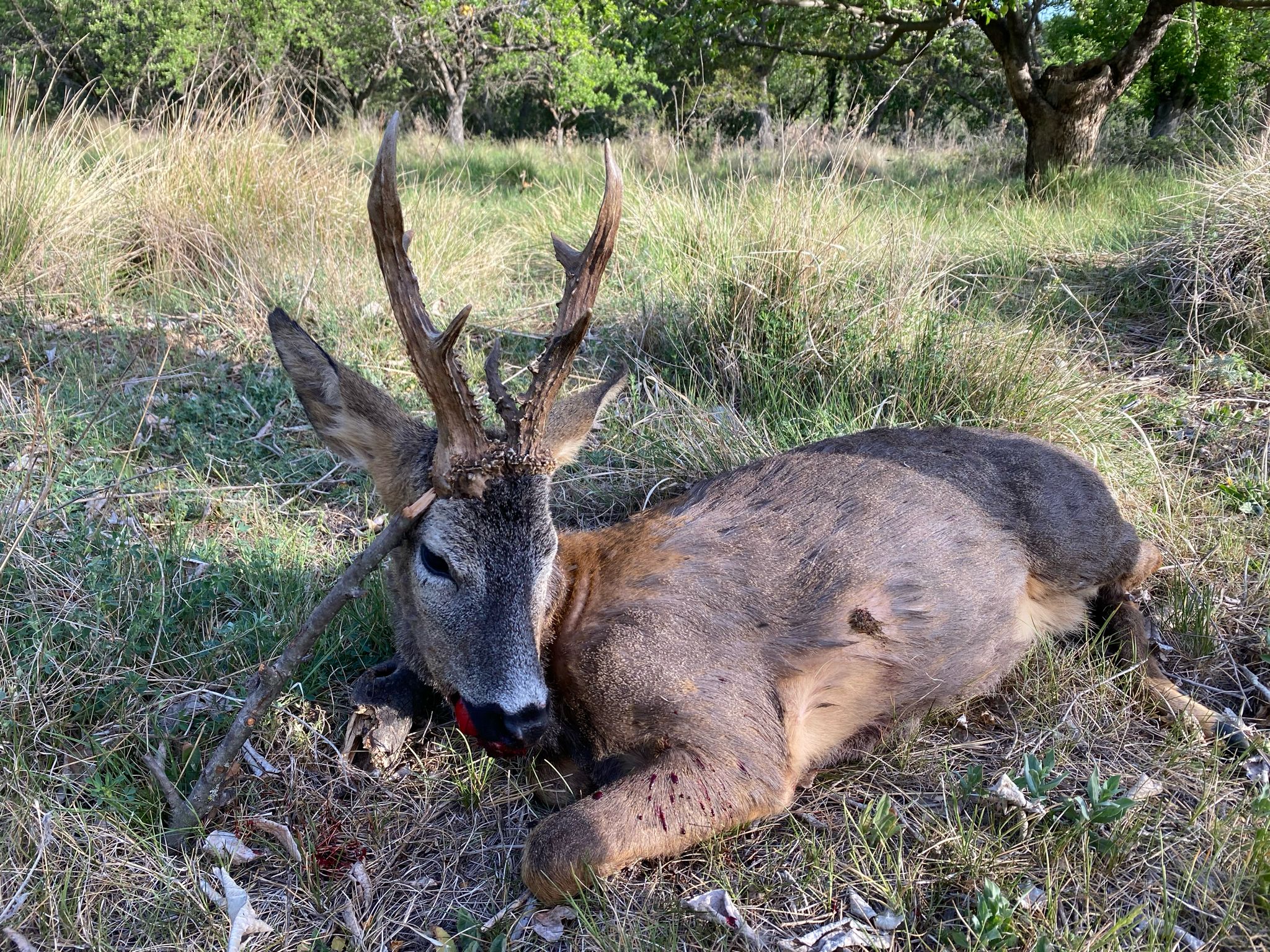 Roe deer2.jpeg