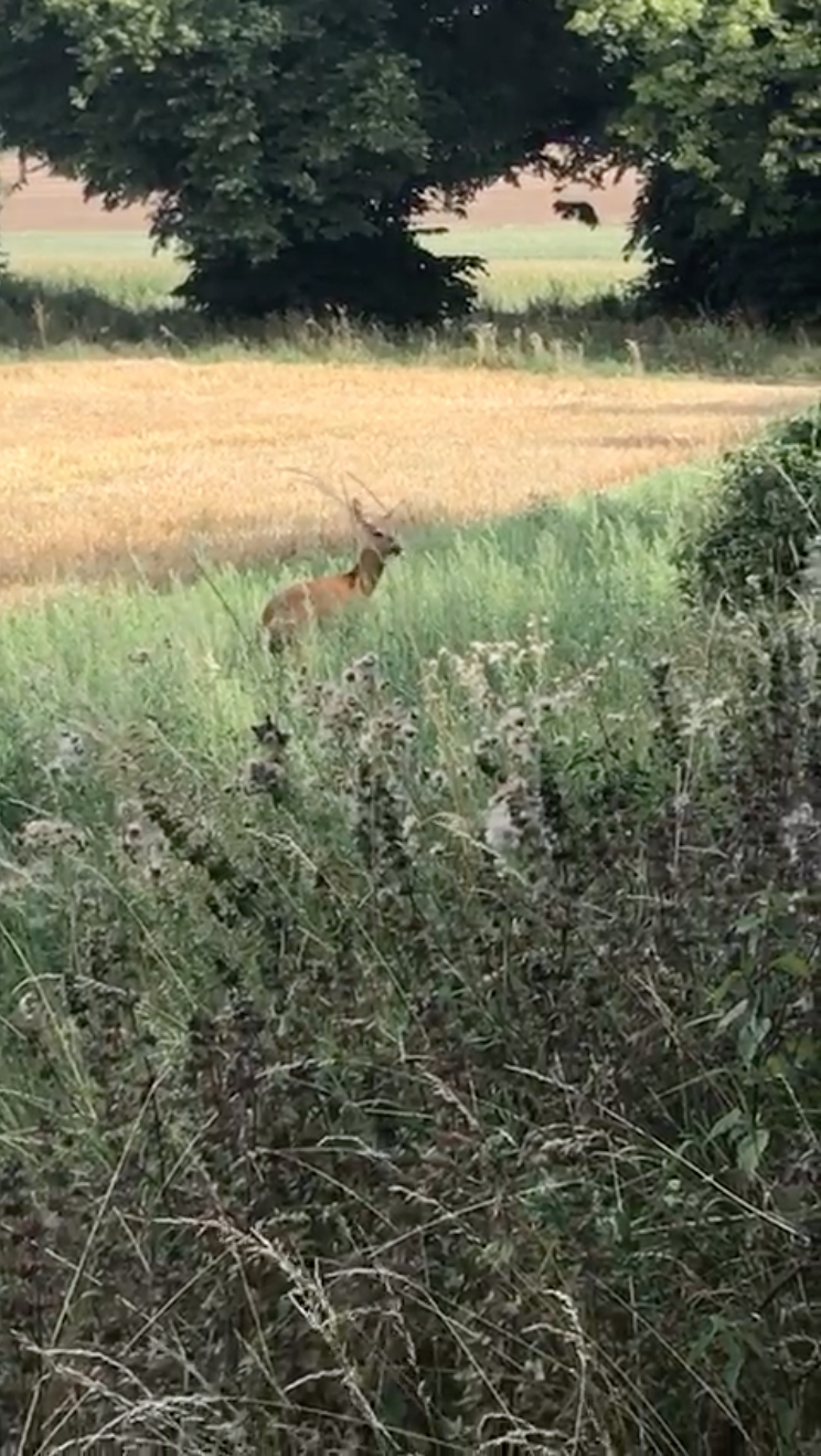 Roe doe in close.png