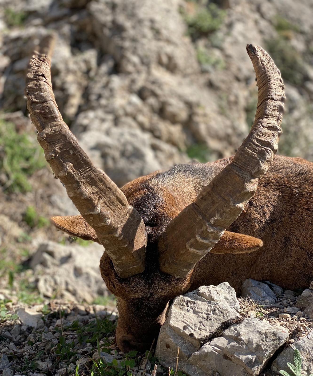 Ronda Ibex.jpeg