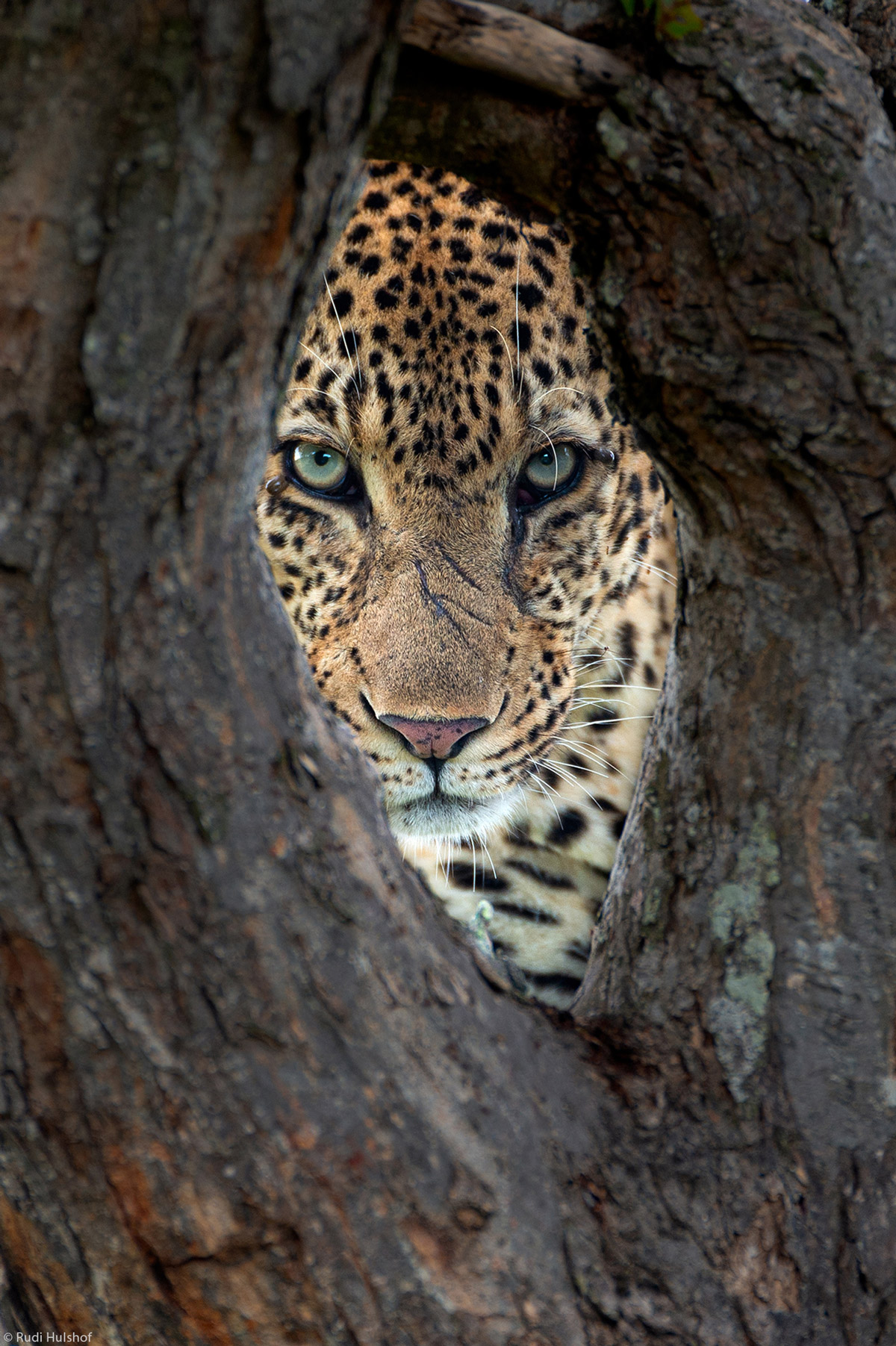 Rudi-Hulshof-The-Stare-leopard-framed-Thornybush-Private-GR-SA-1.jpg