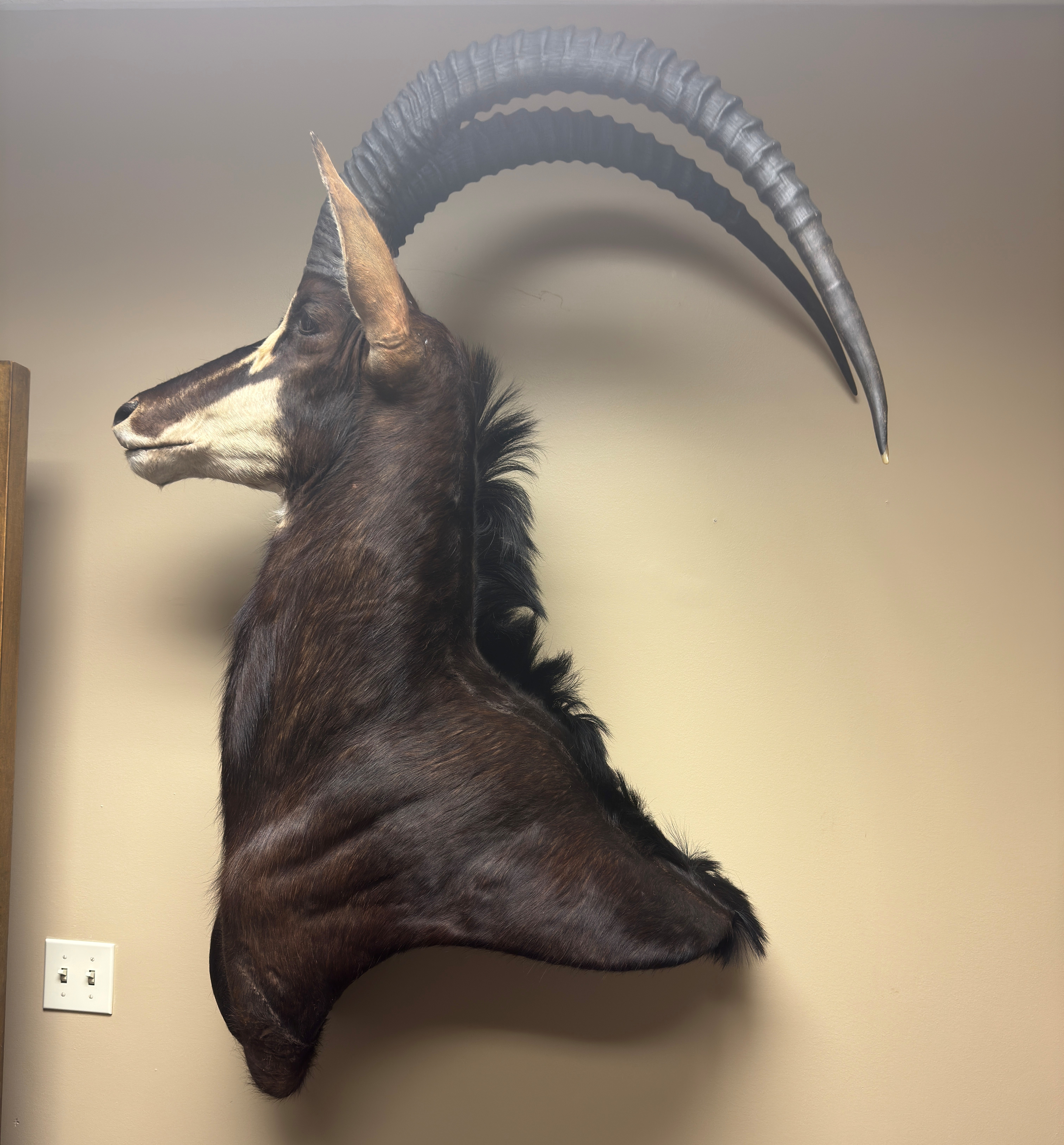 sable 2.jpg