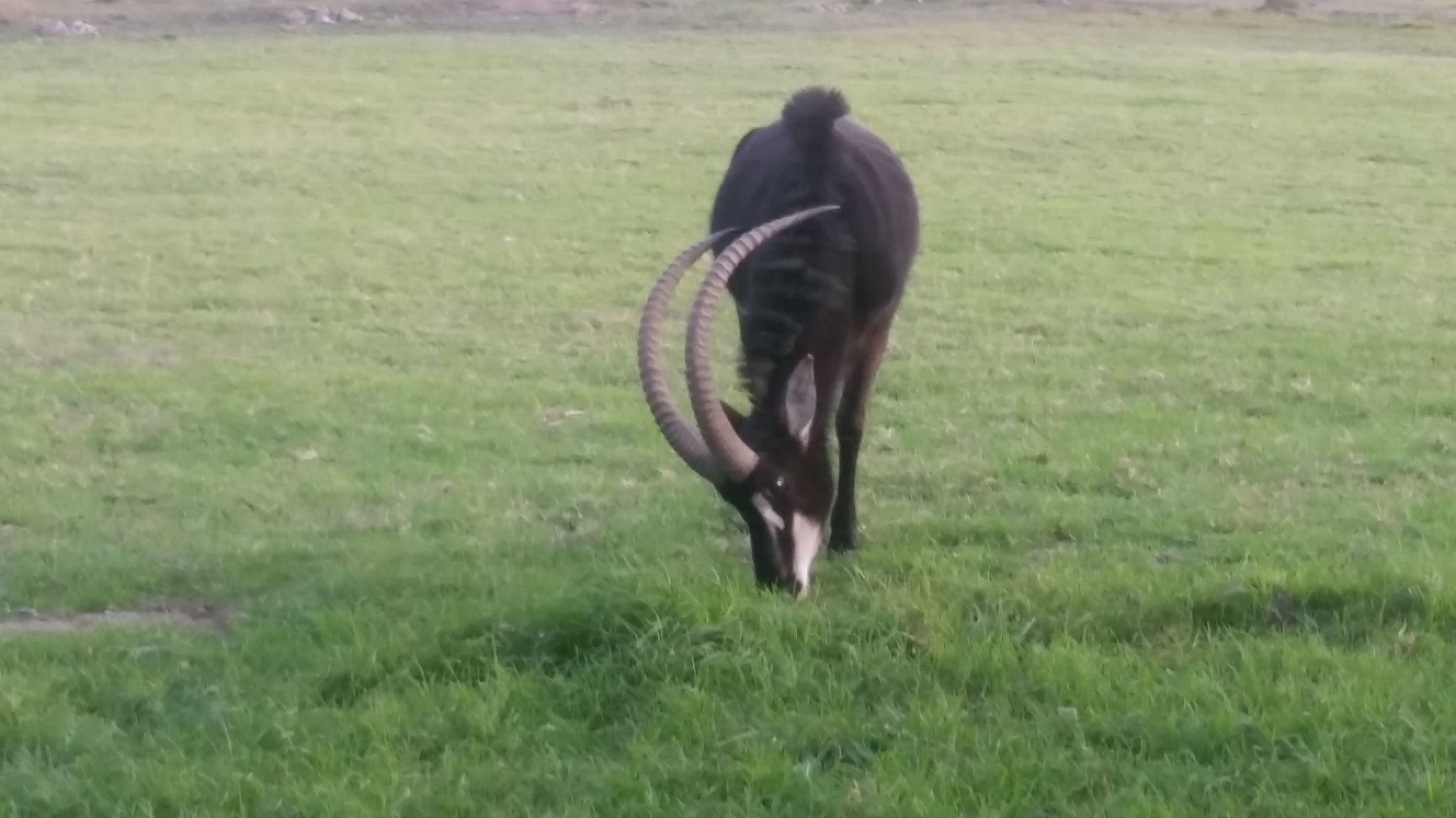 Sable Bull - Young breeding stock.jpg