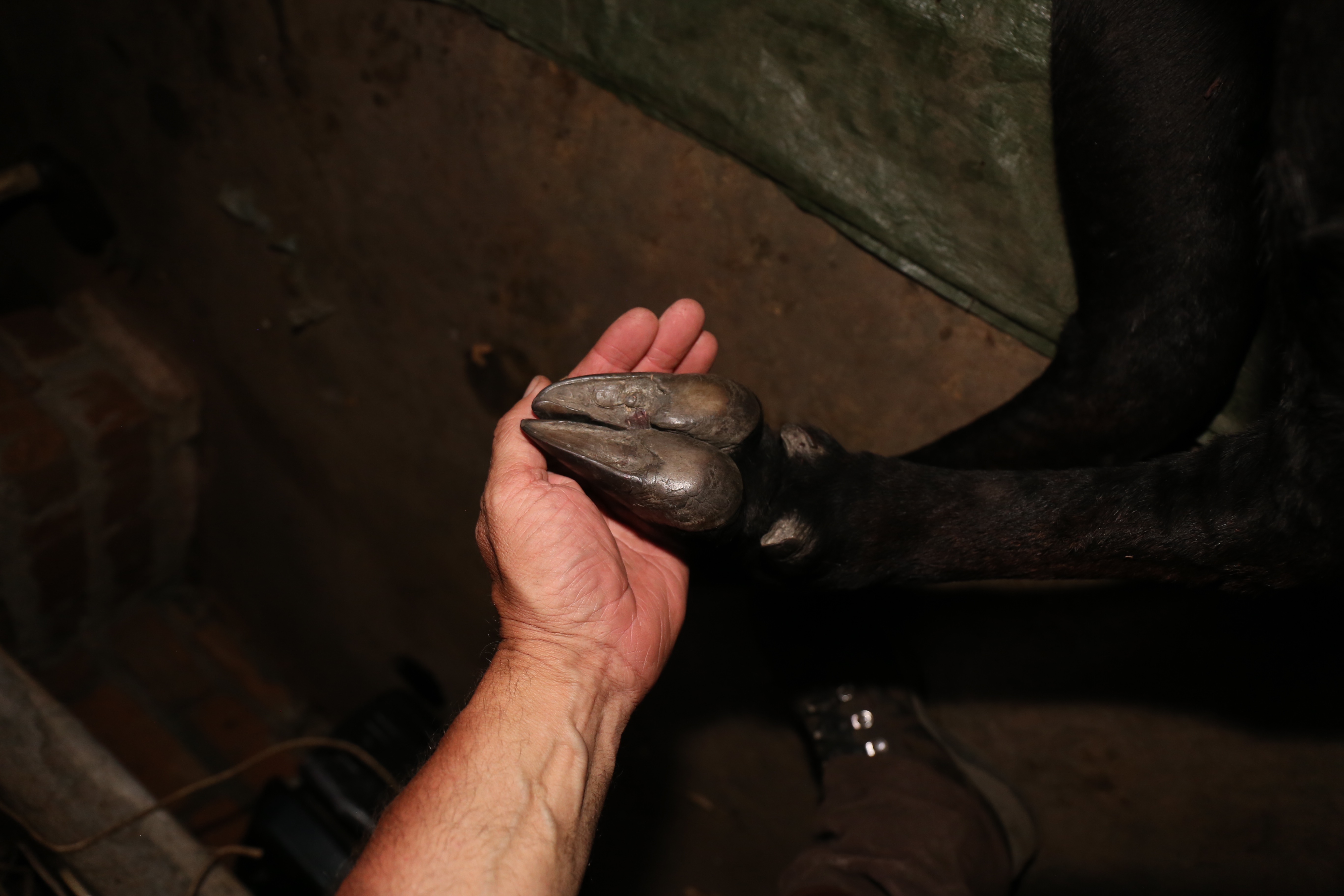 sable hoof.jpeg