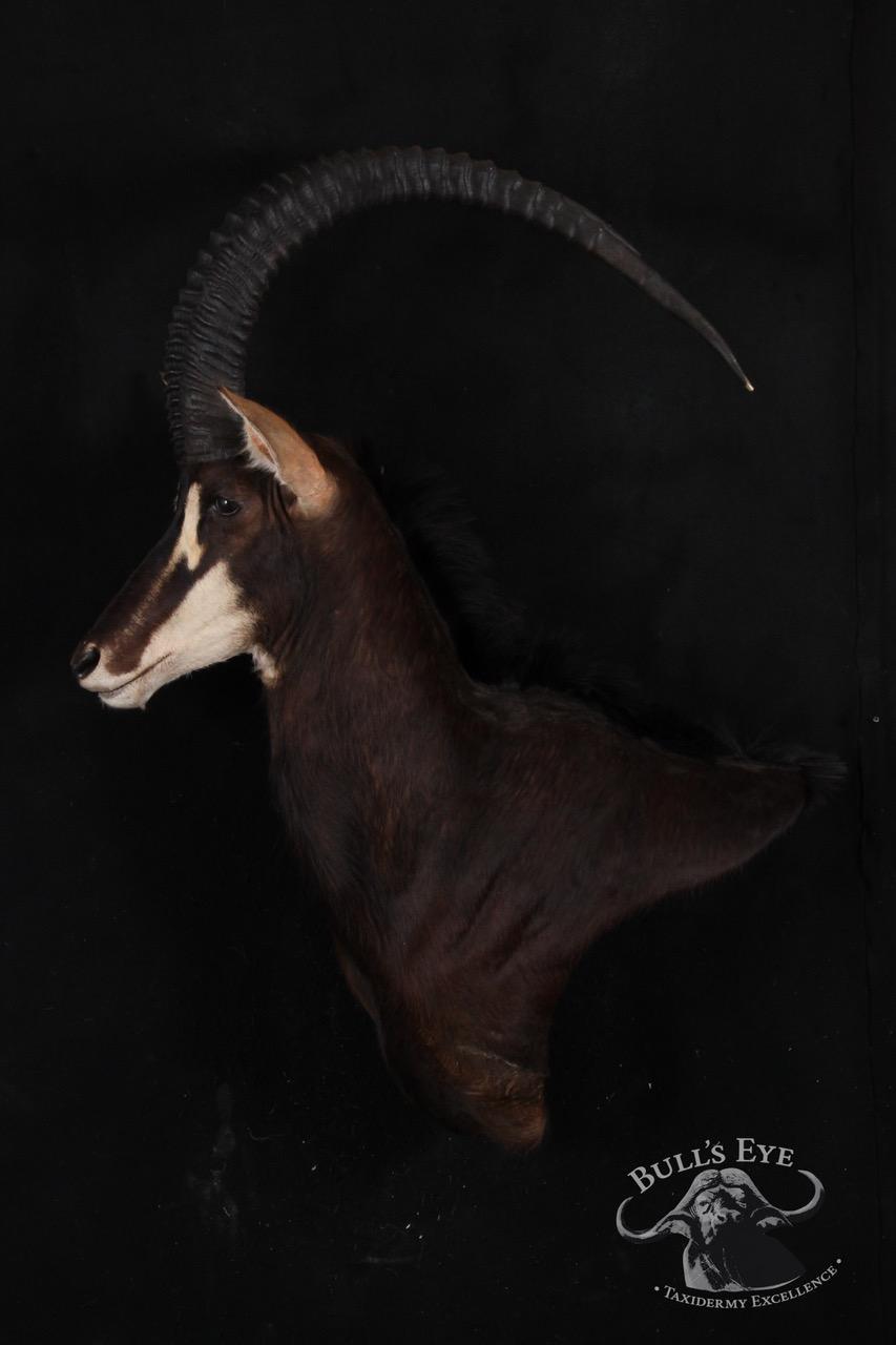 sable.jpg