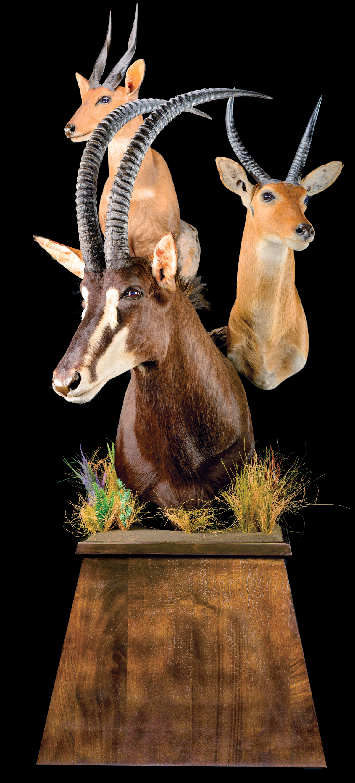 Sable-Reedbuck-Bushbuck-pedestal-mount-dd-029.jpg