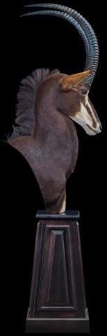 Sable_Shoulder_Mount_Pedestal_20171107_1212.jpeg