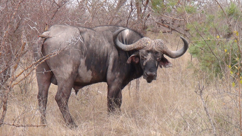 Safari 2012 551.JPG