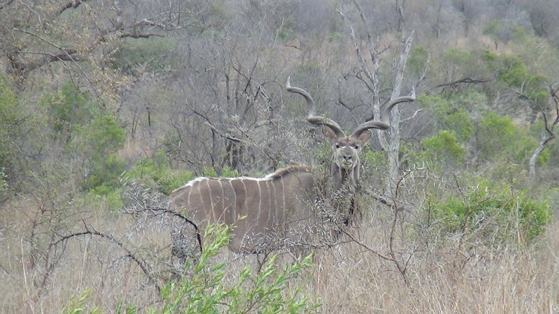 Safari 2012 571.JPG