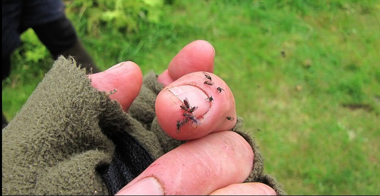 sand flies nz.jpg