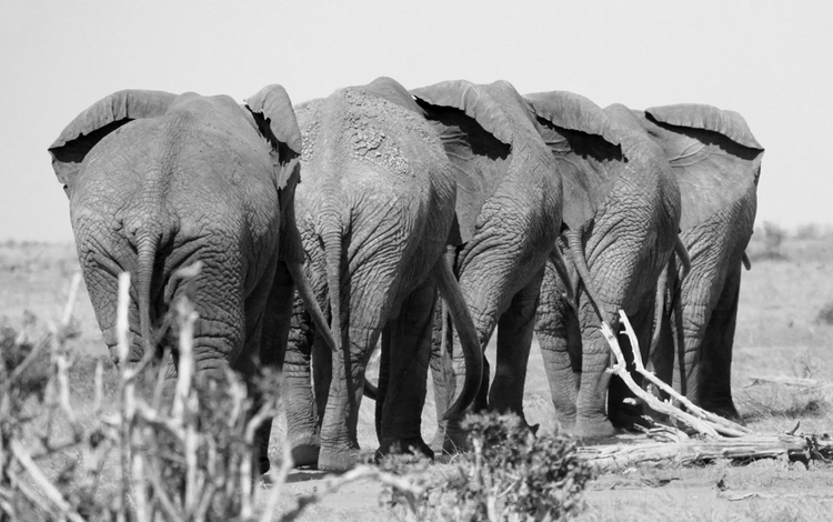 satao-tsavo-elephant.jpeg