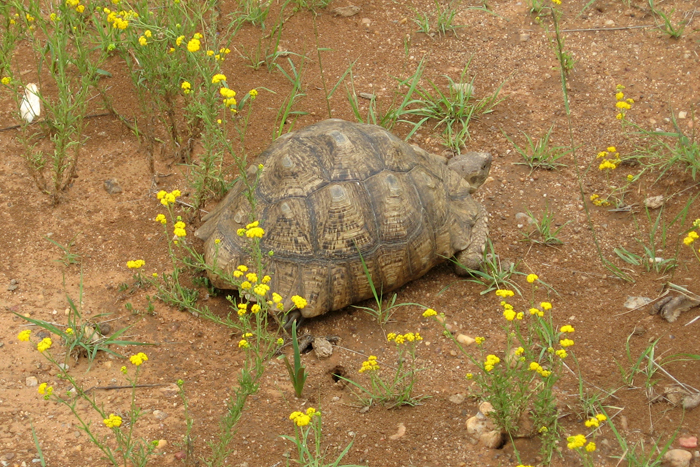 schildkroete.jpg