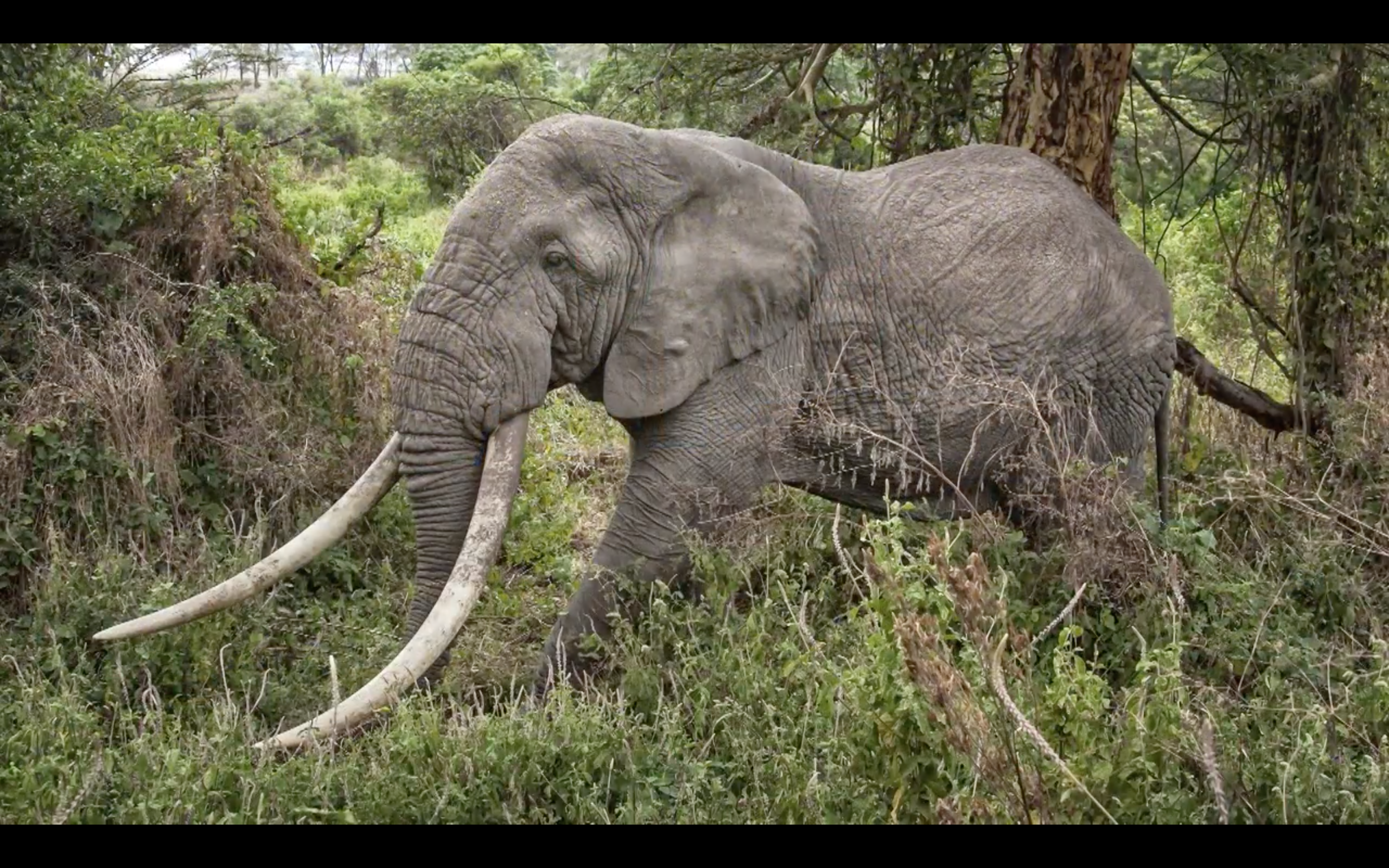 Screen Shot 2017-03-06 at 6.49.22 PM.png