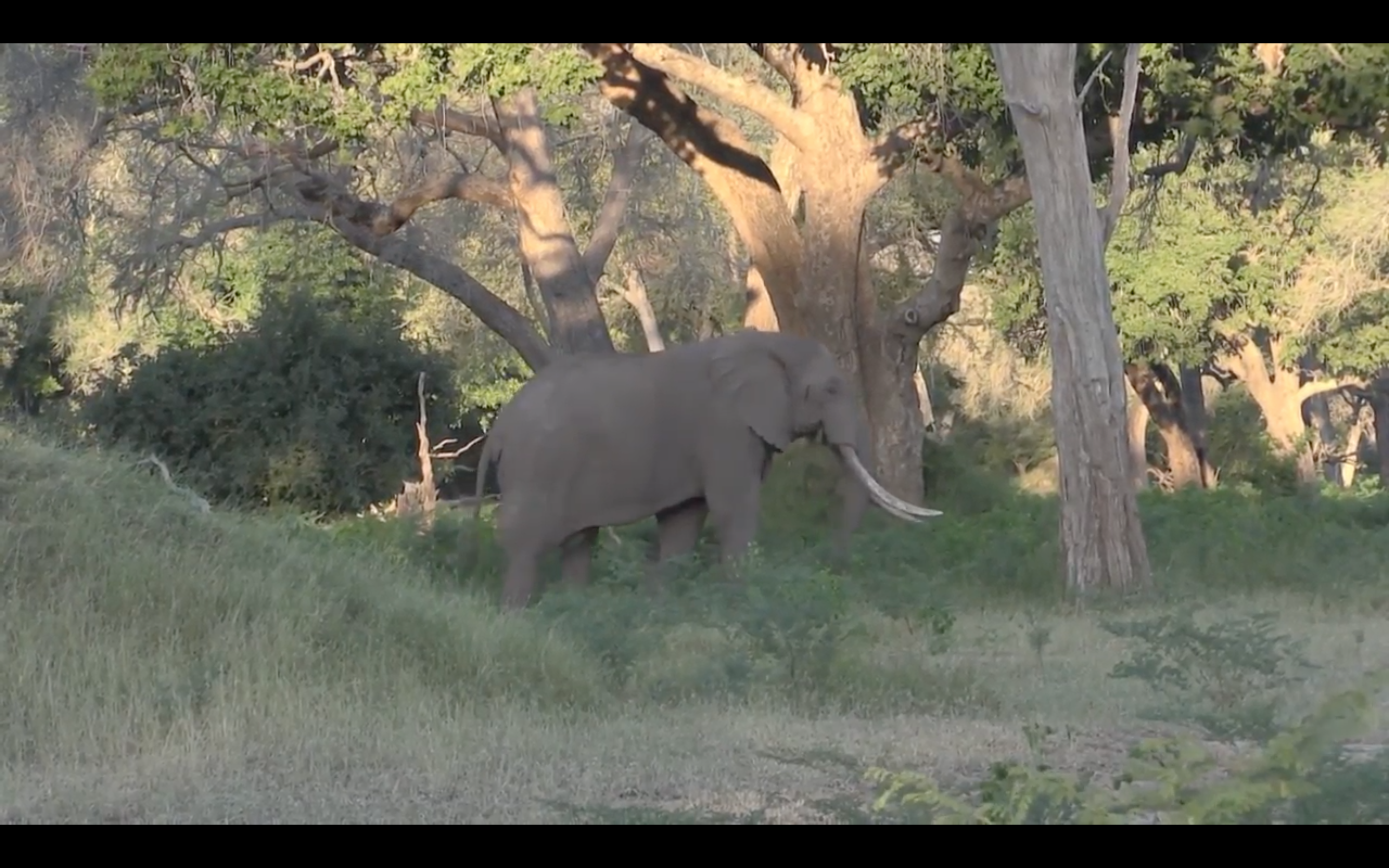 Screen Shot 2017-03-06 at 6.50.01 PM.png