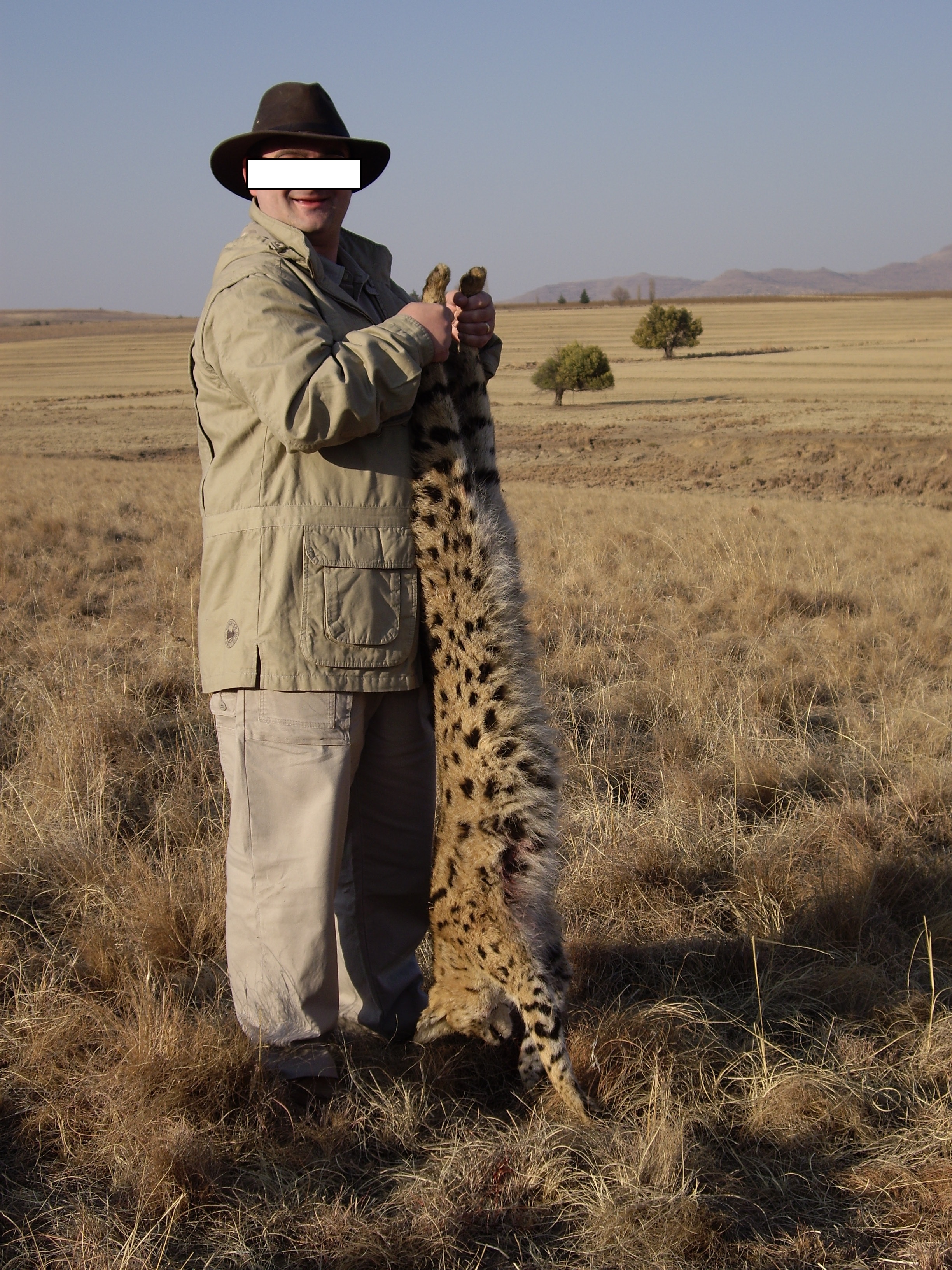 Serval Cat.jpg