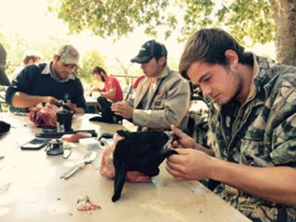 sheep head skinning.jpg