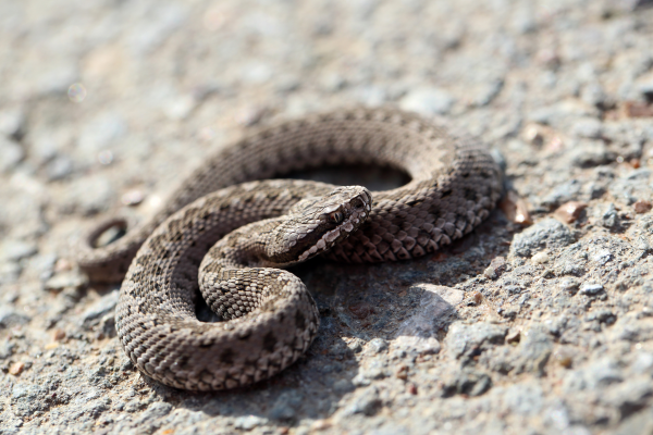 shutterstock_211367470snake-resized-600.png