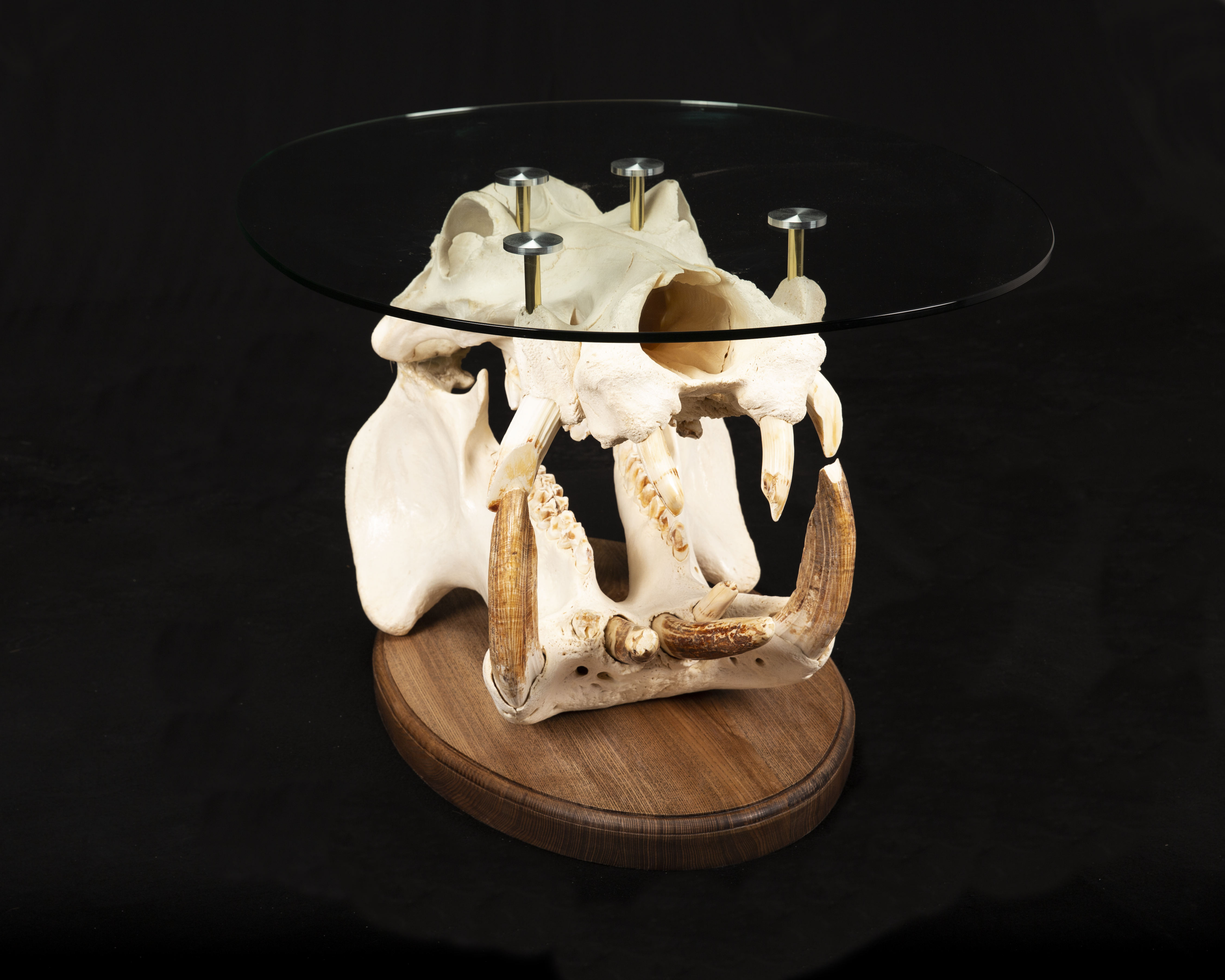 SIT_Hippo skull table23Aug2021_0018.jpg