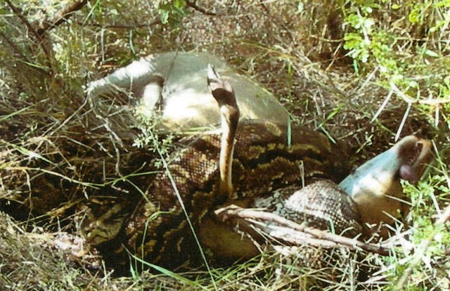 snake!big python swallowing impala..jpg