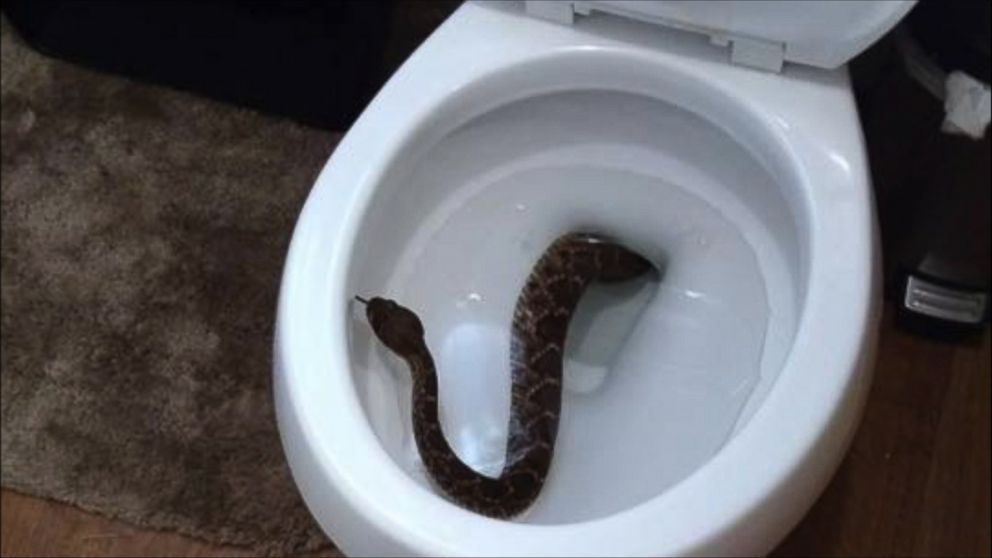 SnakeToilet_16x9_992.jpg