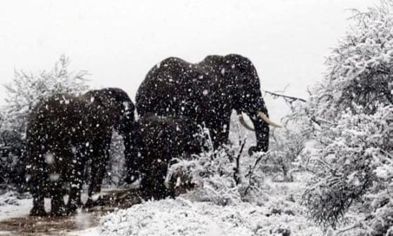 Snow in SA Elephants.jpg