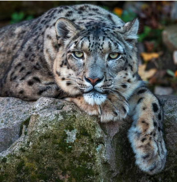 snow leopard.png