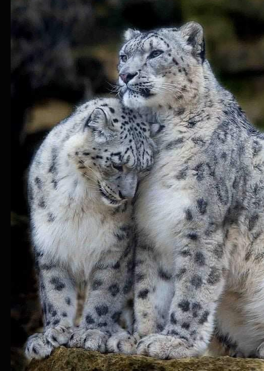 snow leopard.png