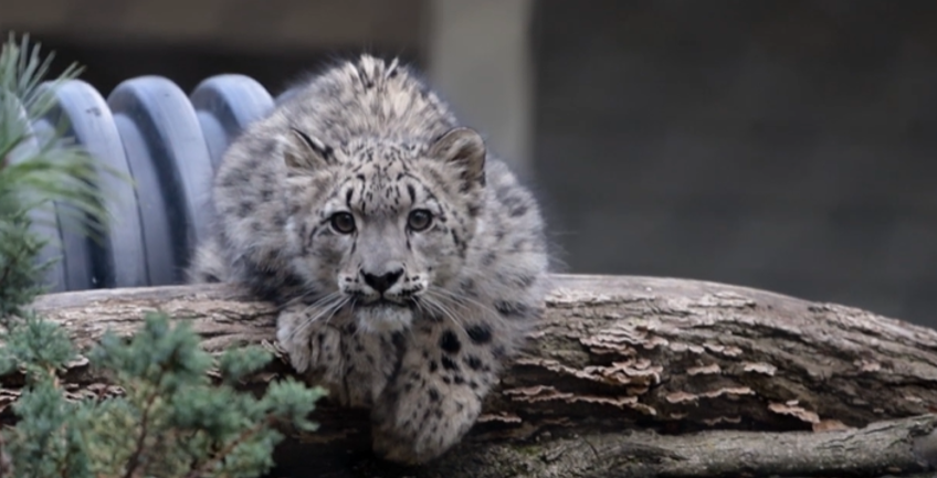 Snow Leopard.png