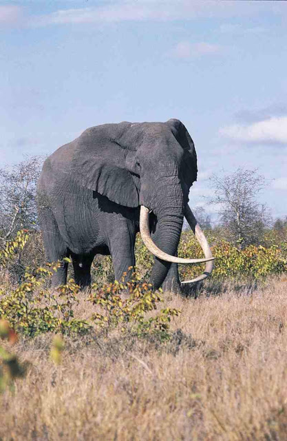 South_Africa_Kruger_NP_Elephant_0831adf3047742eb9c85f3e26c04cfb0.jpg