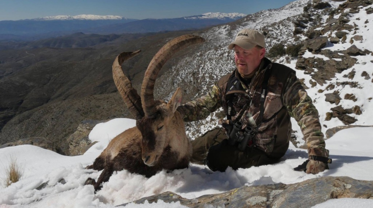 Southeastern Ibex Caza Hispanica.jpg