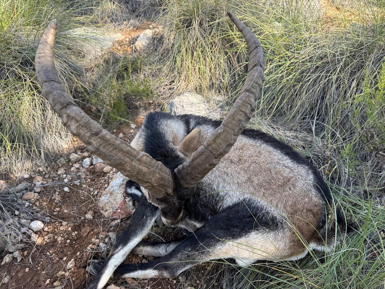 Southeastern Spanish Ibex.jpeg