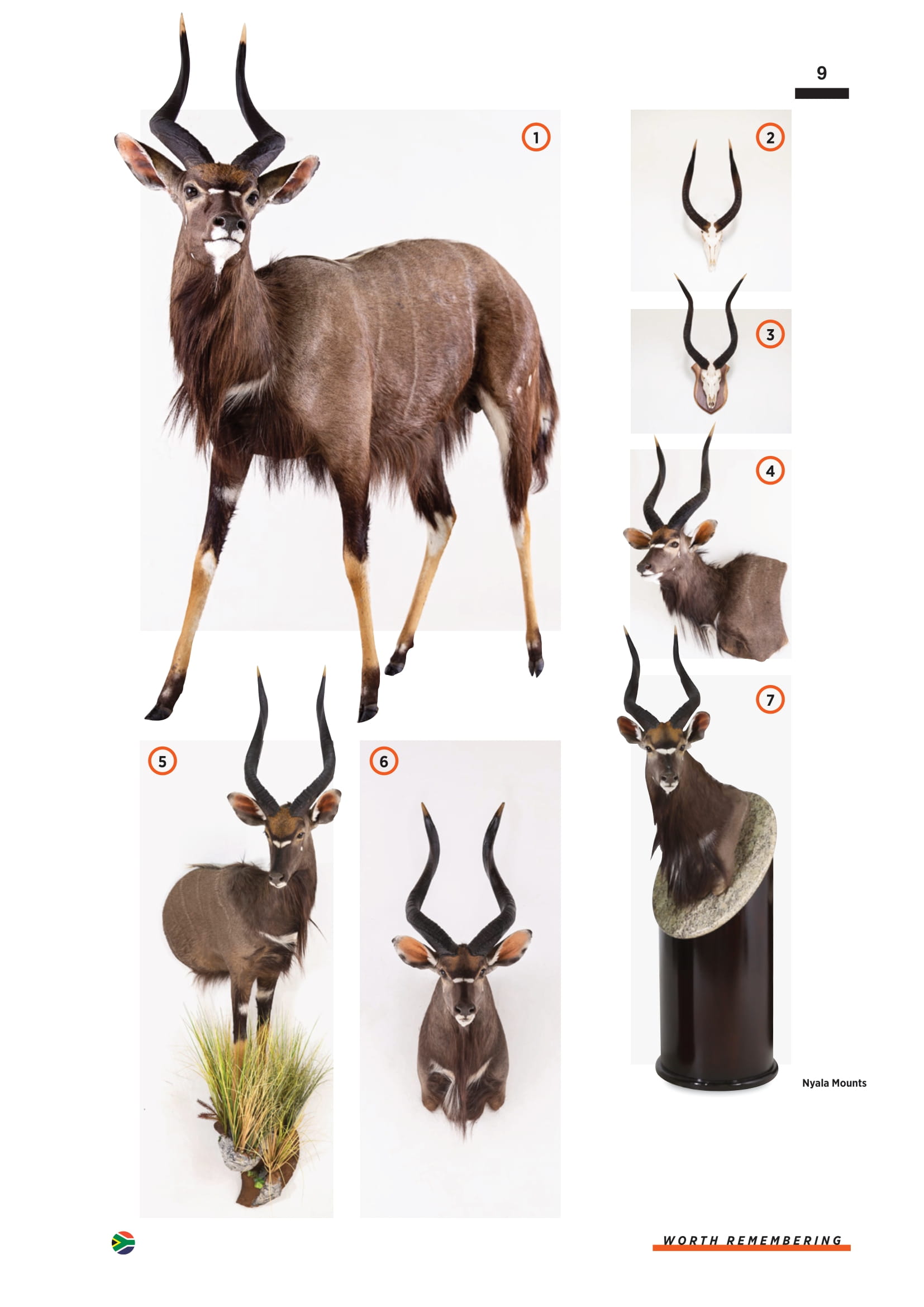 splitting-image-taxidermy-011.jpg