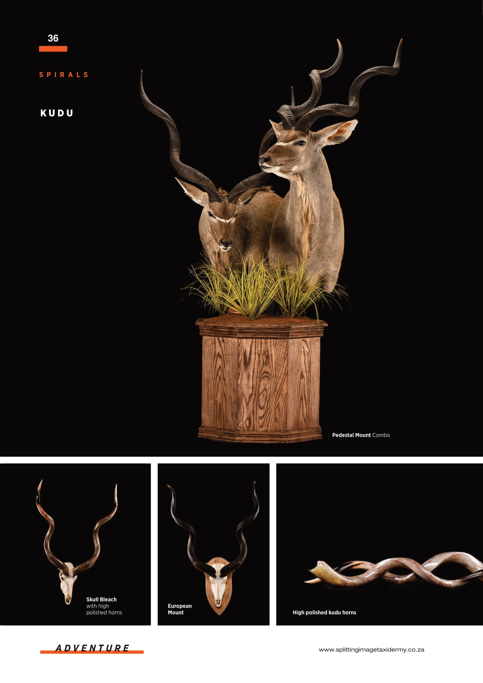 splitting-image-taxidermy-038.jpg