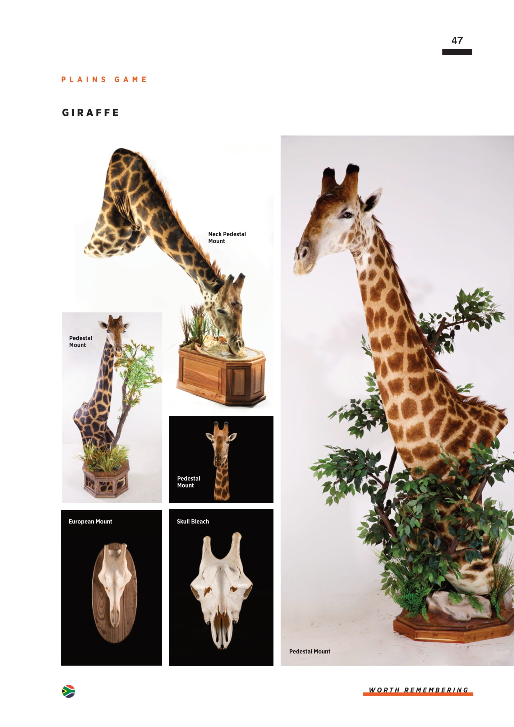 splitting-image-taxidermy-049.jpg