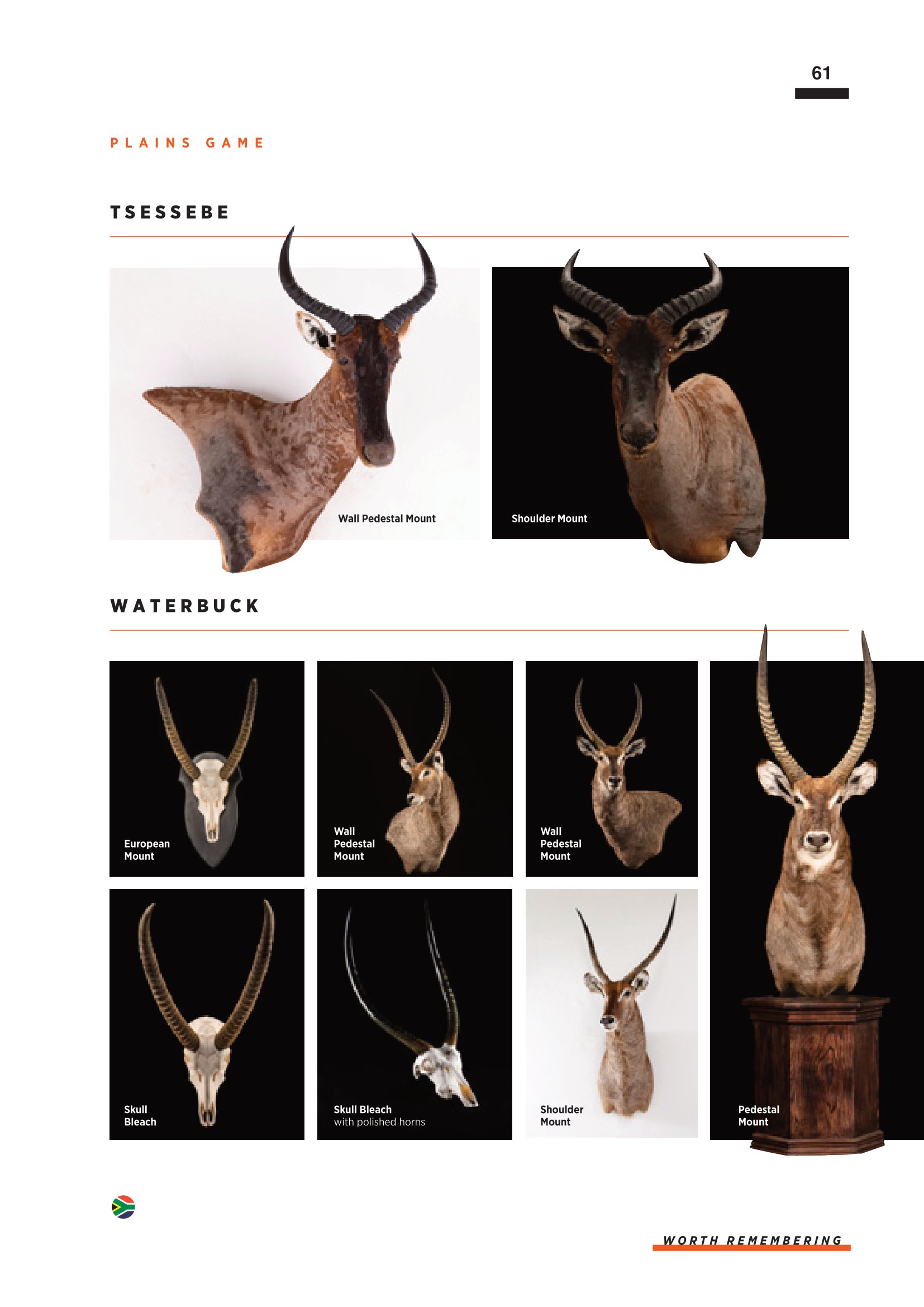 SPLITTING IMAGE TAXIDERMY-063.jpg