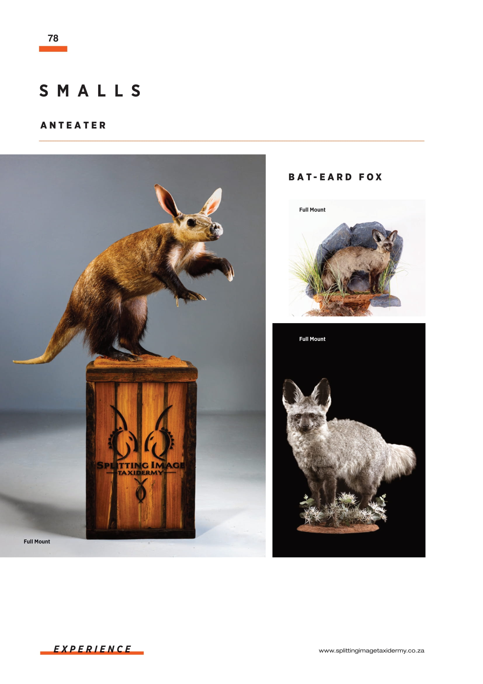 splitting-image-taxidermy-080.jpg