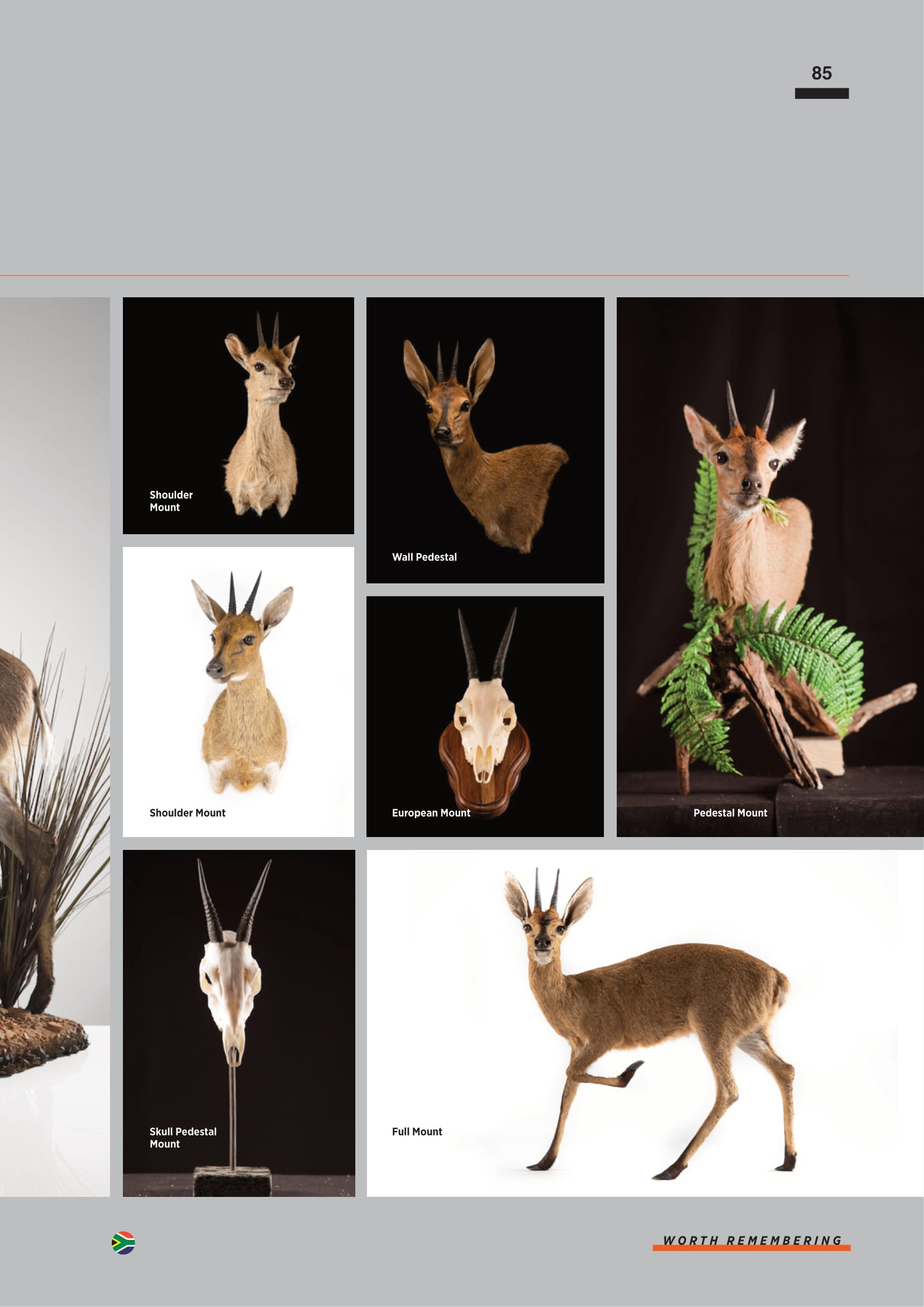 splitting-image-taxidermy-087.jpg