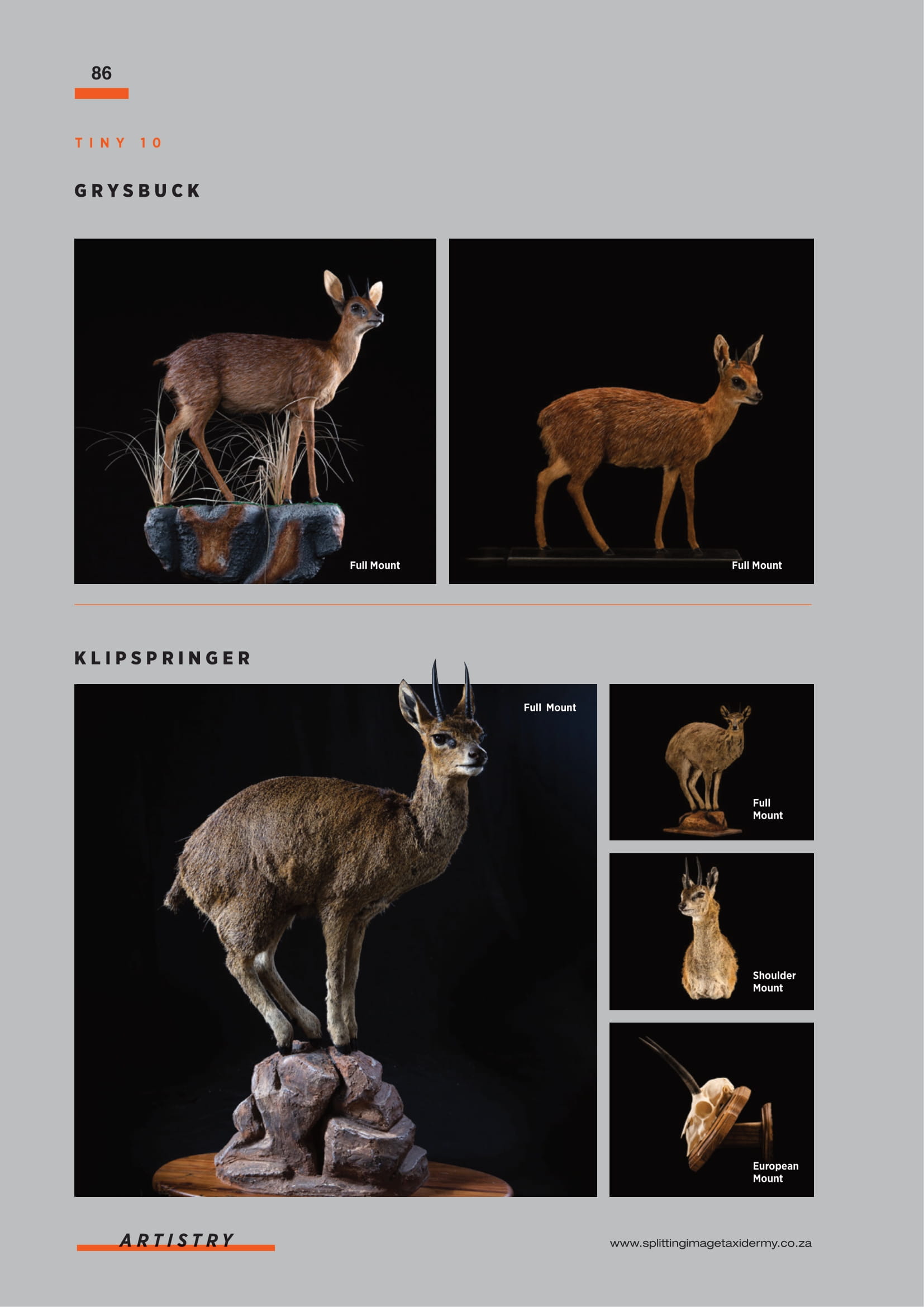 splitting-image-taxidermy-088.jpg