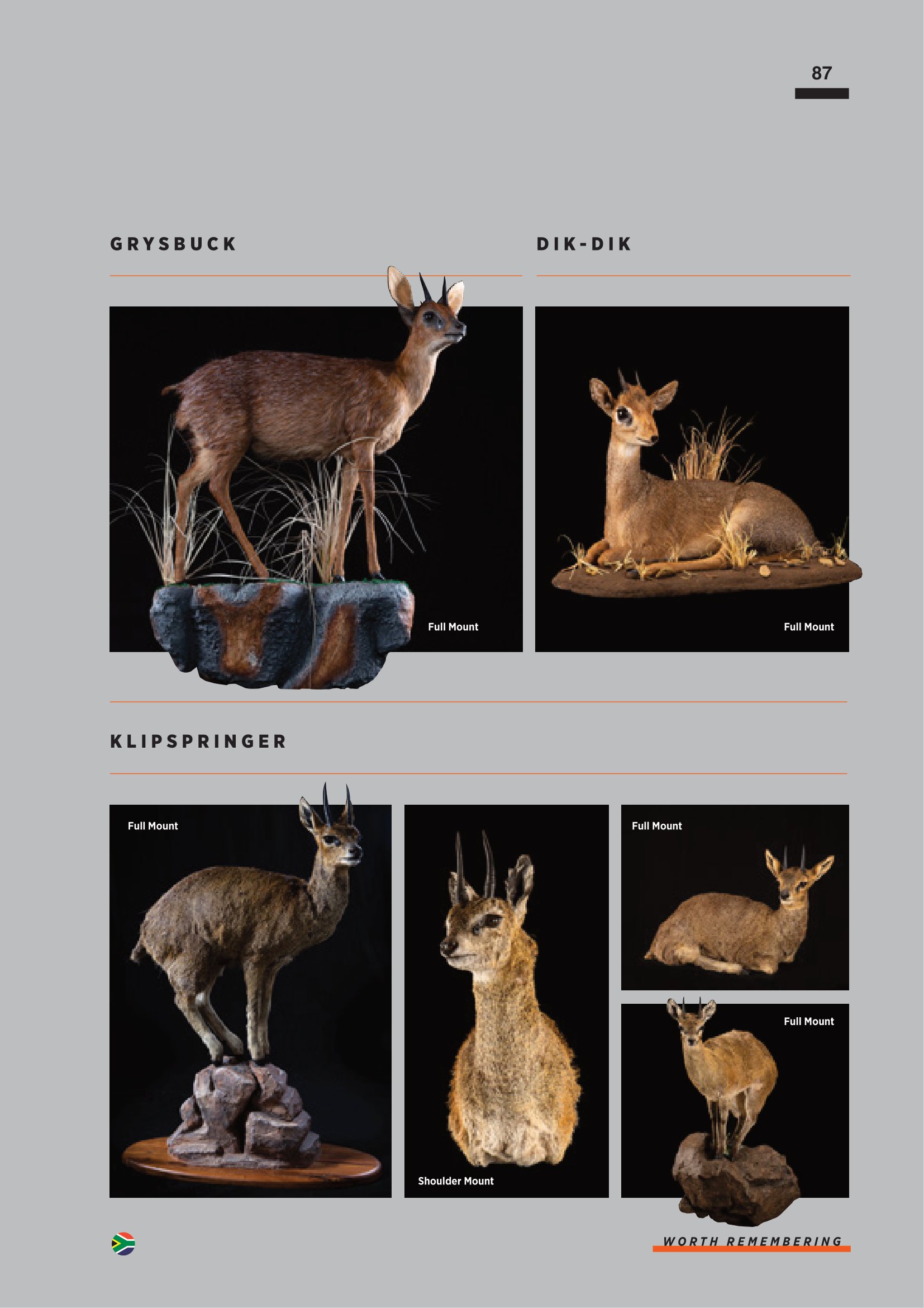 SPLITTING IMAGE TAXIDERMY-089.jpg