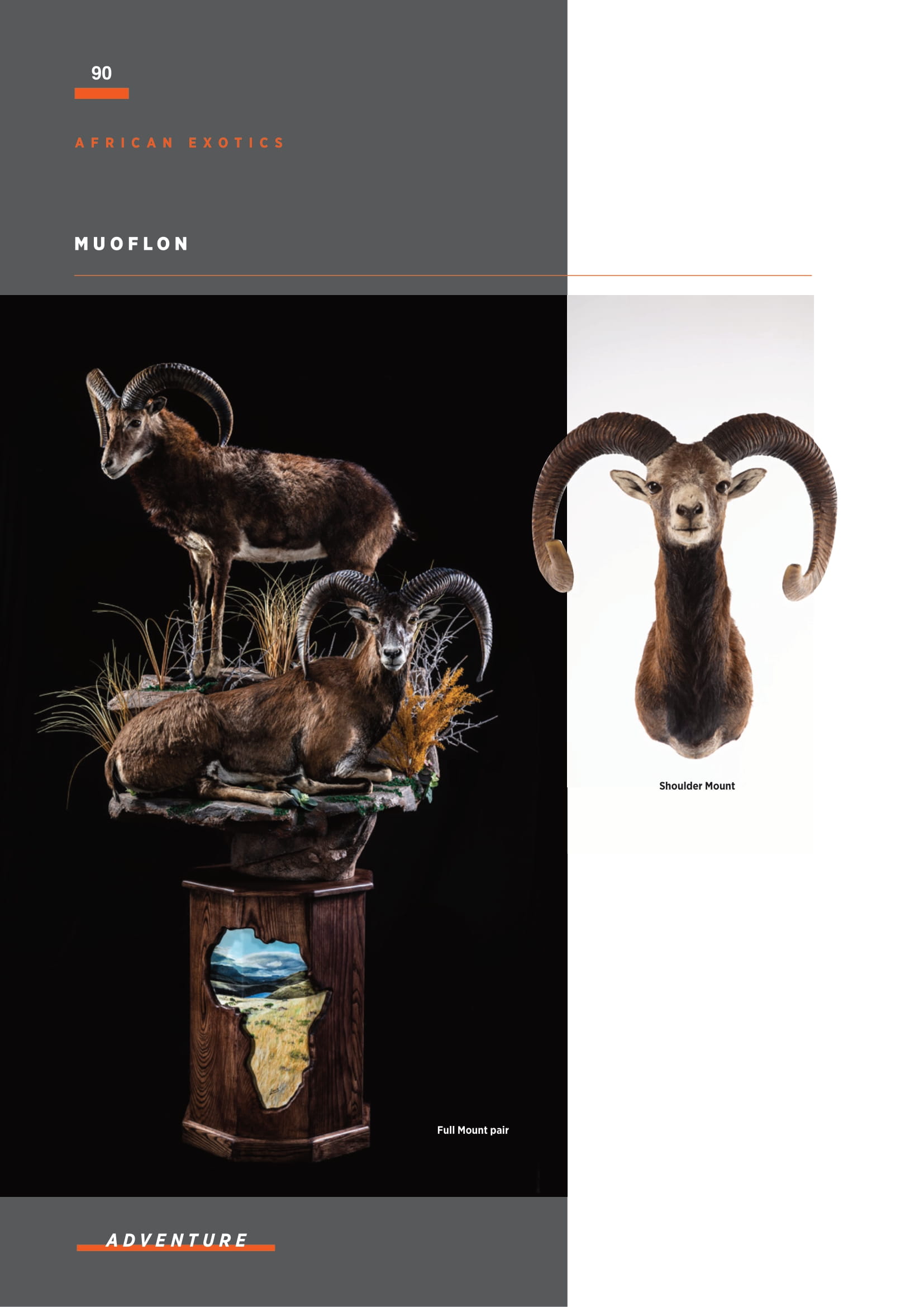 splitting-image-taxidermy-092.jpg