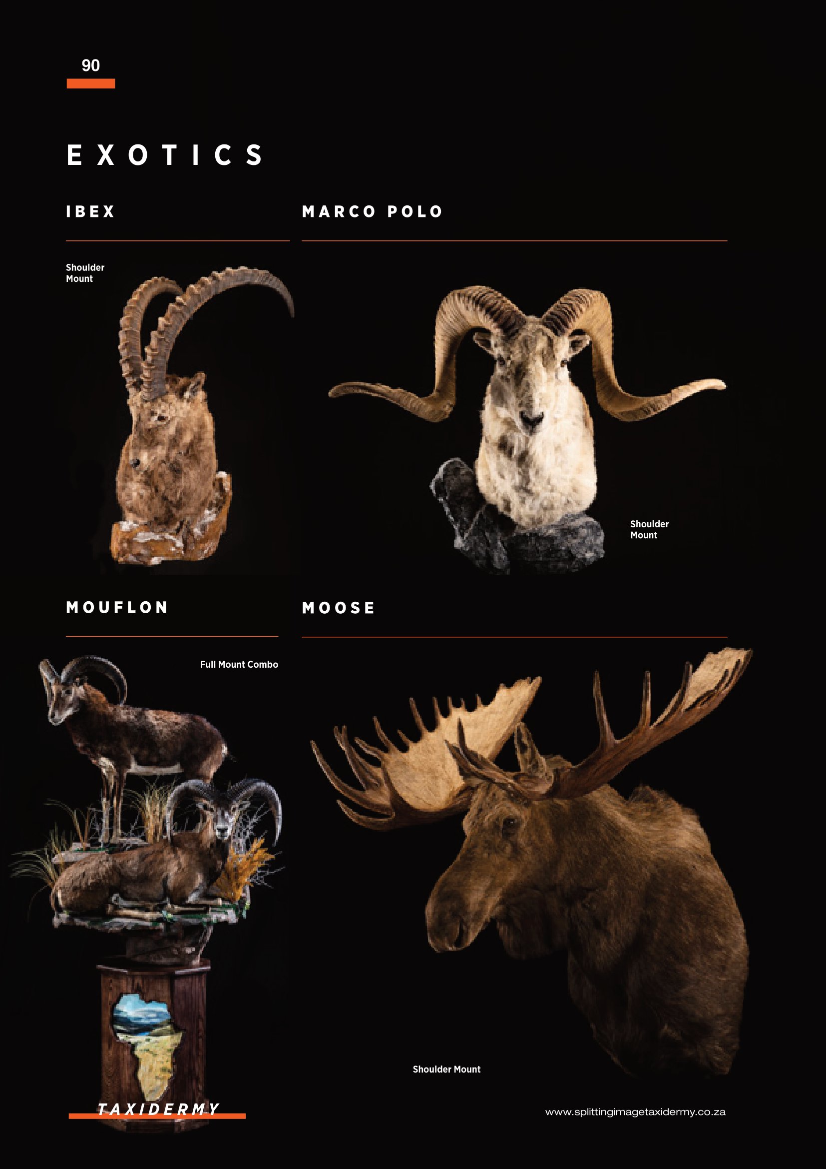 SPLITTING IMAGE TAXIDERMY-092.jpg