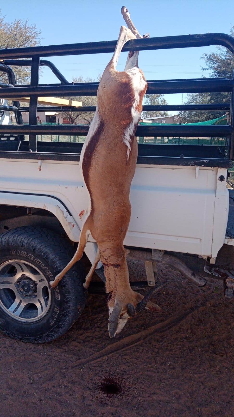 Springbok c83ff795-75c7-4d3e-b4e6-930cadd984ce.jpeg