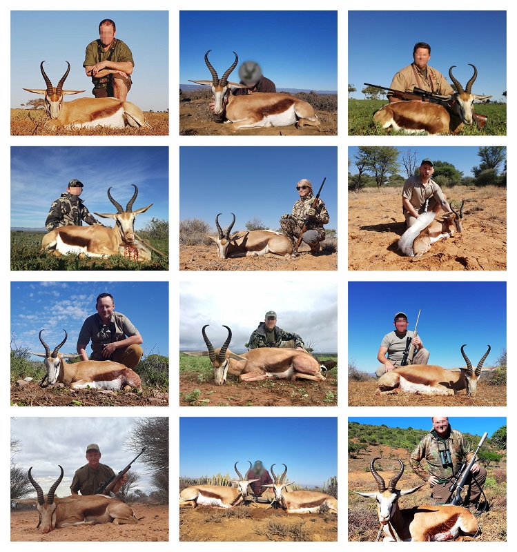 Springbok collage.jpg