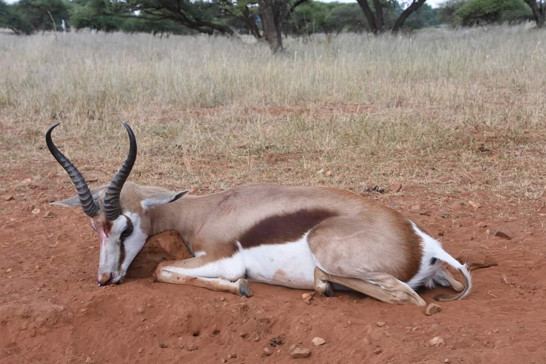 springbok-jpg.193516