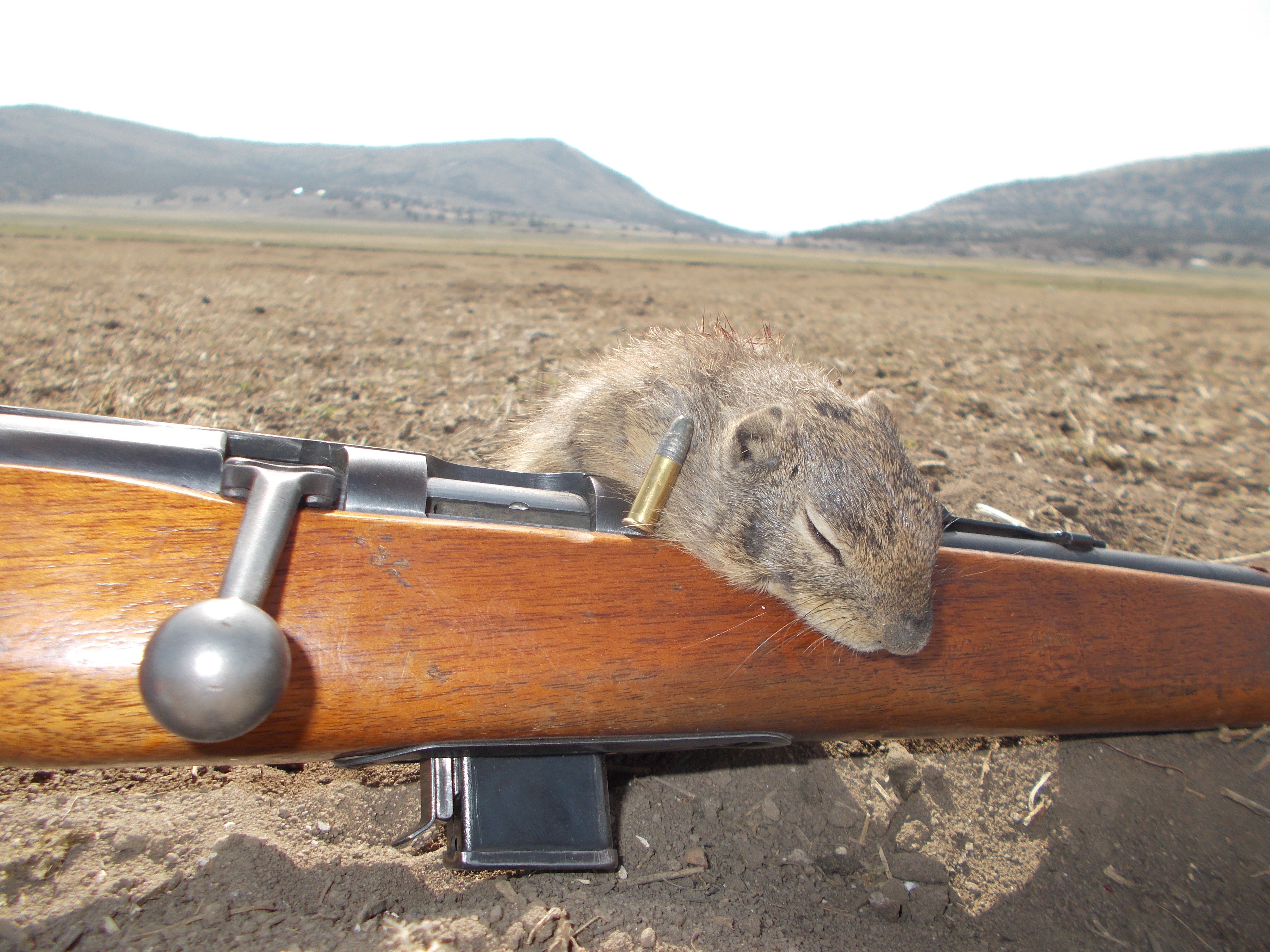 Squirrel and Rifle 3.JPG