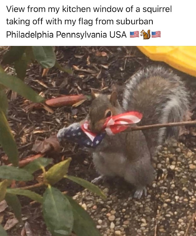 squirrel_flag.jpg